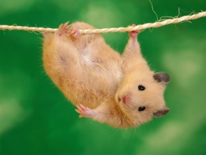 http://aliljoy.com/wp-content/uploads/2011/11/Golden_hamster_in_animal_vs_wild-300x225.jpg