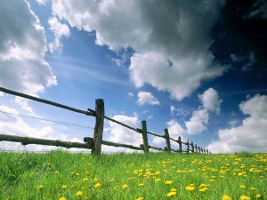 Nature-Wallpapers-Fences-Grass