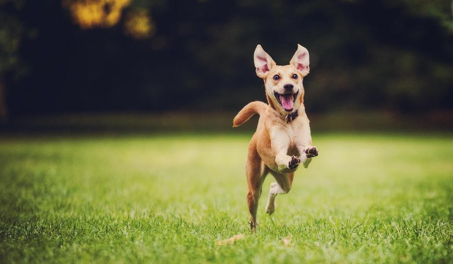 happy-dog-running