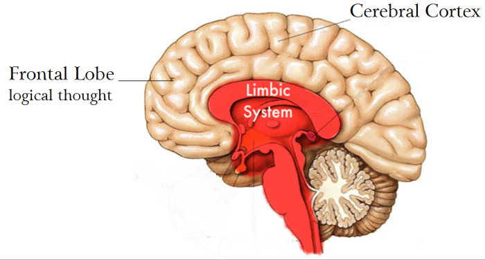 limbic-brain